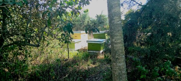 Miel de Abeja pura - Imagen 3