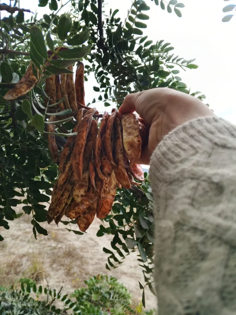 Recolección de Huarango (Tara)